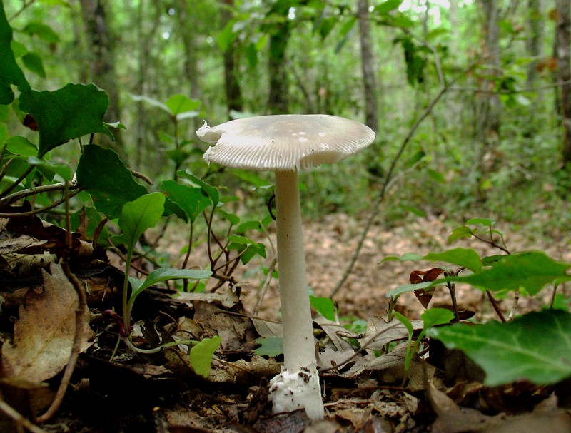 Amanita da determinare